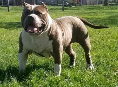SUMO3